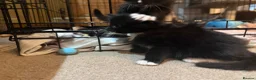 Maine Coon cats for sale: Stunning Maine Coon Cross Kittens – Ready Soon 🐾  - Advert 10
