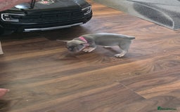 French Bulldog dogs for sale: Puppy french bulldog  - Image 2