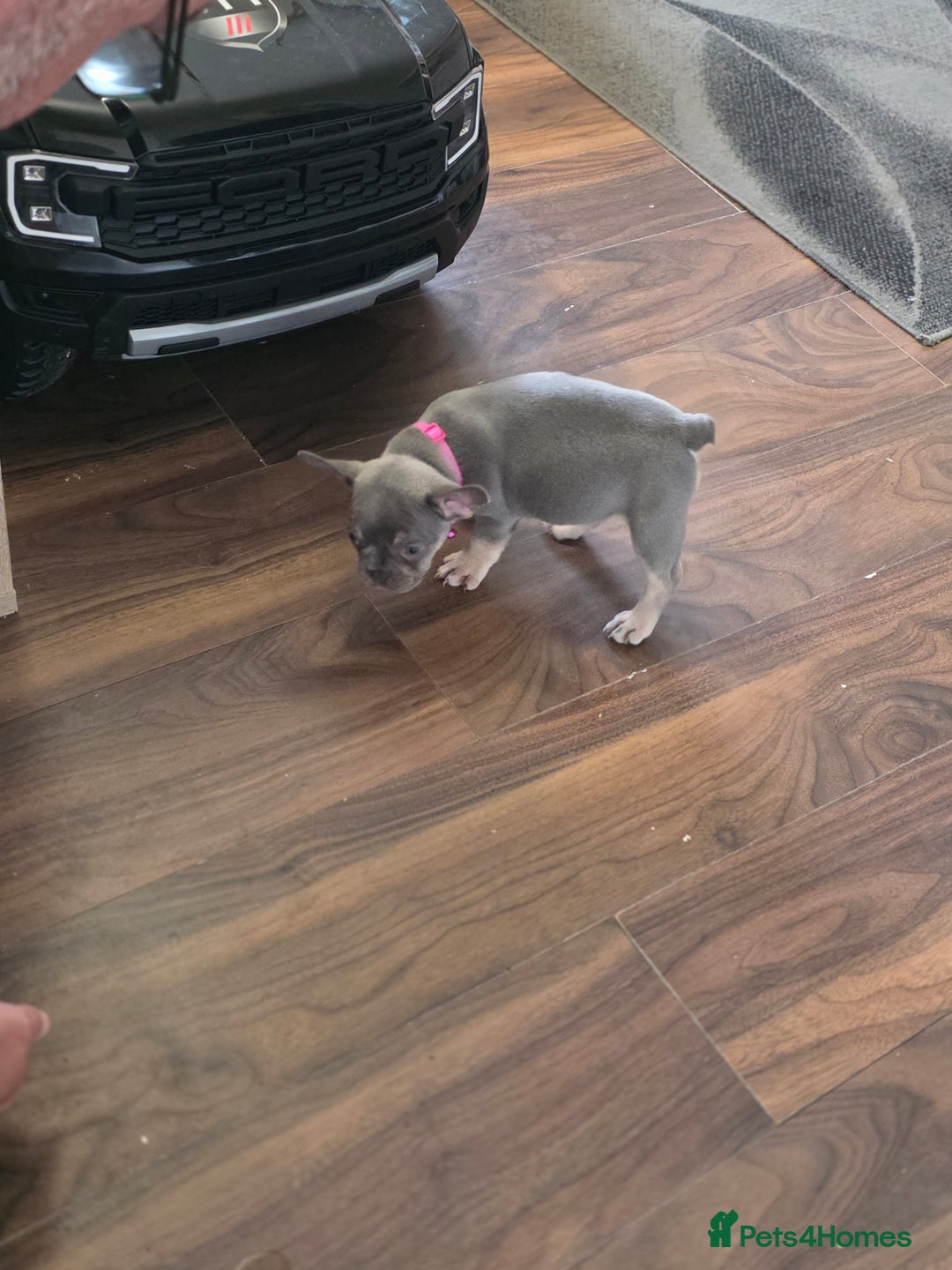 French Bulldog dogs for sale: Puppy french bulldog  - Image 2