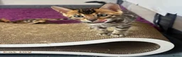 Bengal cats for sale: Pure bred Glitter Coat Bengal Kittens  in Ebbw Vale - Advert 8