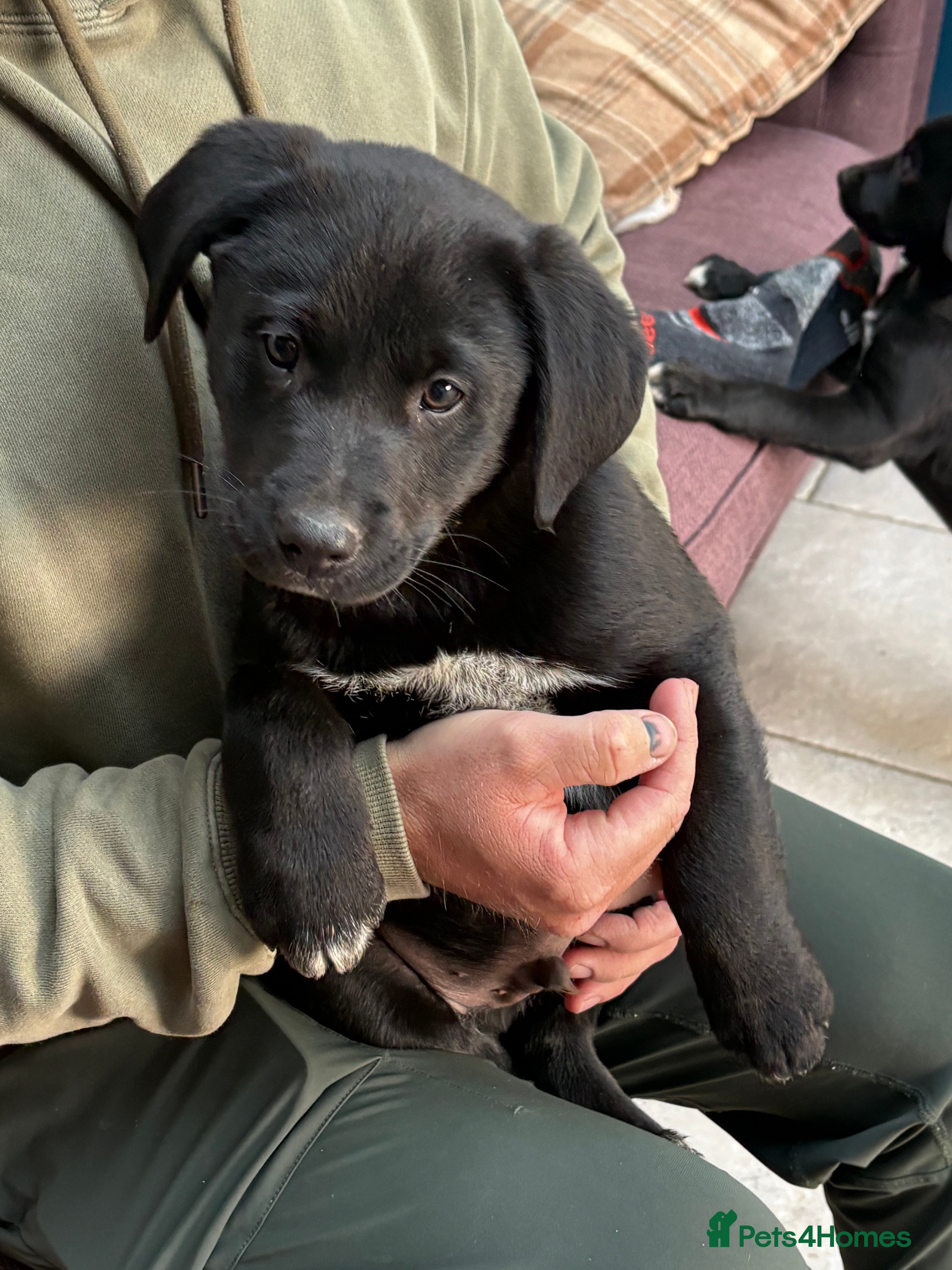 Borador dogs Borodor puppies perfect family dogs  - Advert 1