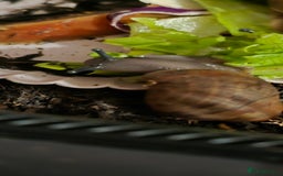 Snails invertebrates for sale: Ovum giant african land snails - Image 2