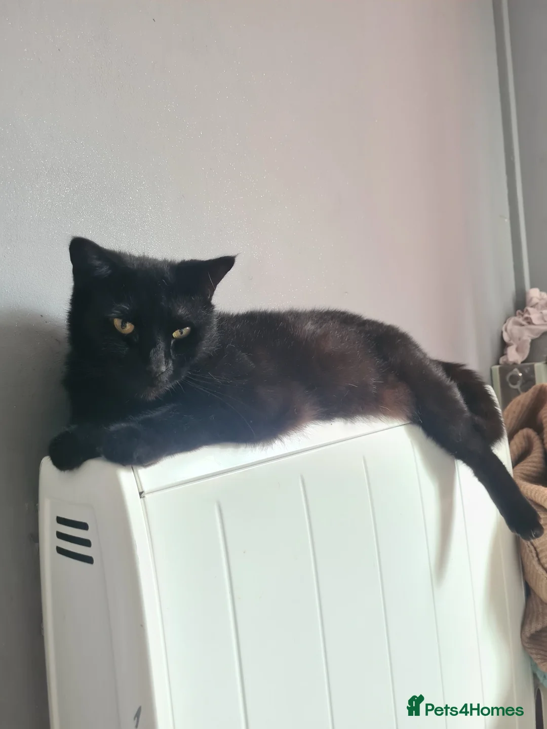 Mixed Breed cats for sale: Sooty🖤 in Shrewsbury - Advert 2