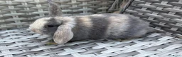 Mini Lop rabbits for sale: Pure bred mini lops - Advert 25