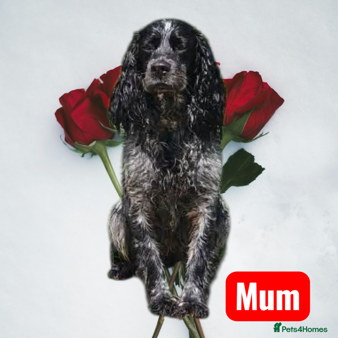 Cocker Spaniel dogs Cocker spaniel puppies  - Advert 1