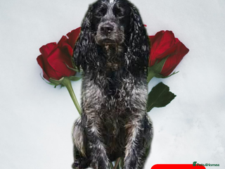 Cocker Spaniel dogs Cocker spaniel puppies - Advert 1