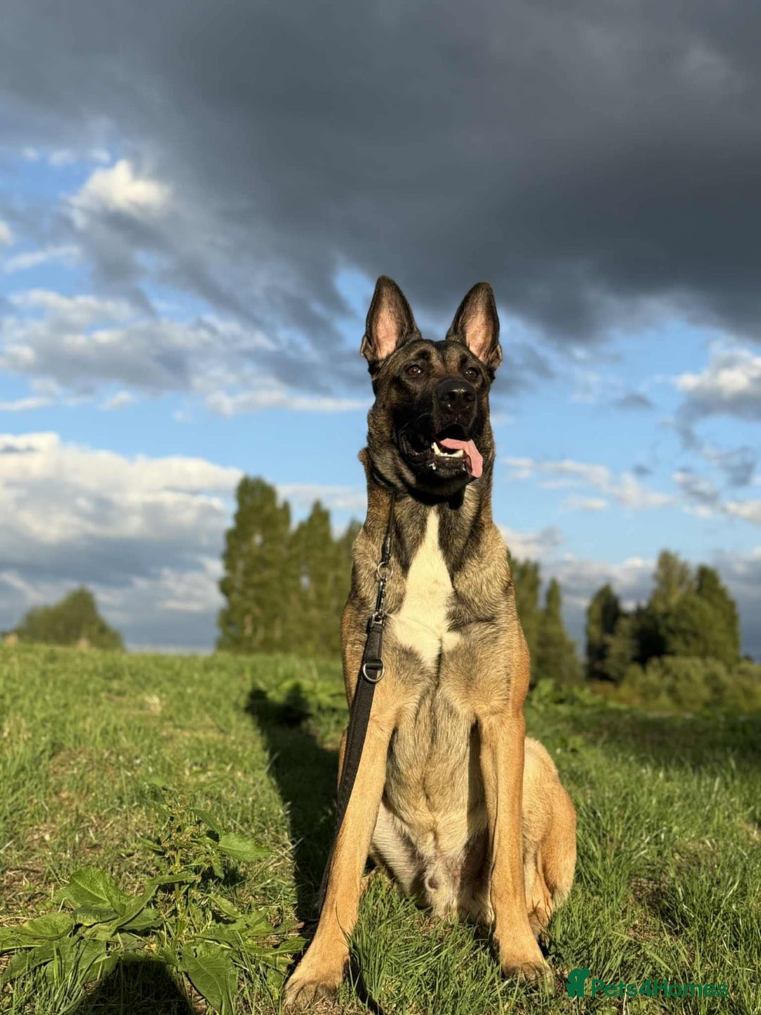 Belgian Shepherd Dog dogs for stud: Belgian Malinois  - Image 2