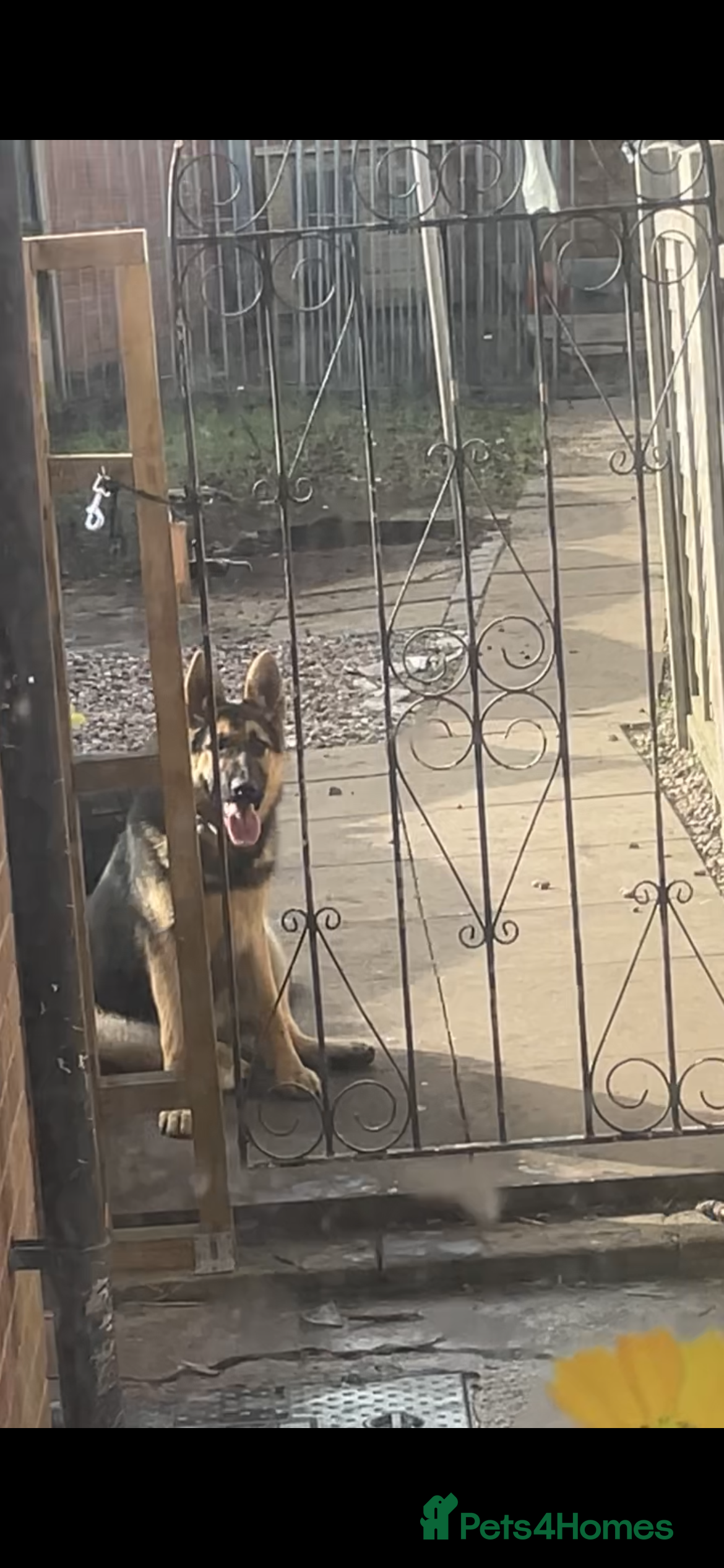 Alaskan Malamute dogs KC REG GSD FEMALE 7 MONTHS OLD - Advert 4