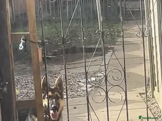 Alaskan Malamute dogs KC REG GSD FEMALE 7 MONTHS OLD - Advert 4