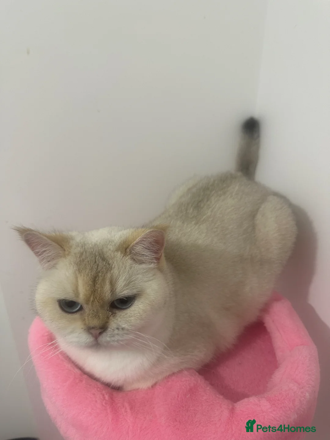 British Shorthair cats for sale: Golden point girl - Advert 3
