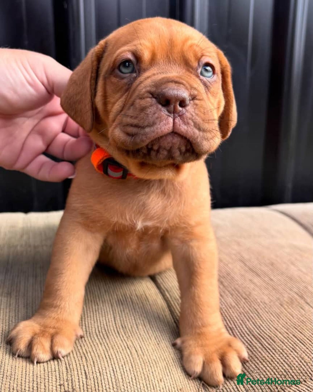 Dogue De Bordeaux dogs for sale: Majestic Dogue de Bordeaux Puppies for Rehom🐾👑 - Advert 6