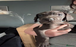 Great Dane dogs for sale: Great dane  - Image 4