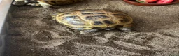 Tortoise reptiles for sale: Horsefield Tortoises Breeding Pair - Advert 8