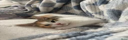 Mixed Breed cats for sale: Kittens for sale in Chatham - Advert 2