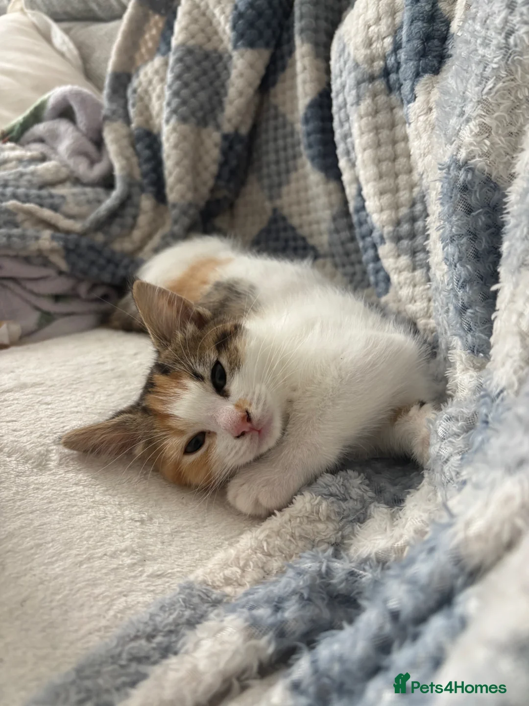 Mixed Breed cats for sale: Kittens for sale in Chatham - Advert 2