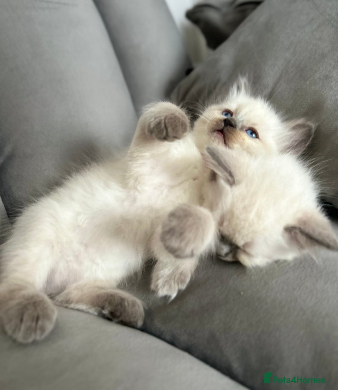 Ragdoll cats for sale: 😻 5 Beautiful Purebred Ragdoll Kittens 😻 - Image 14