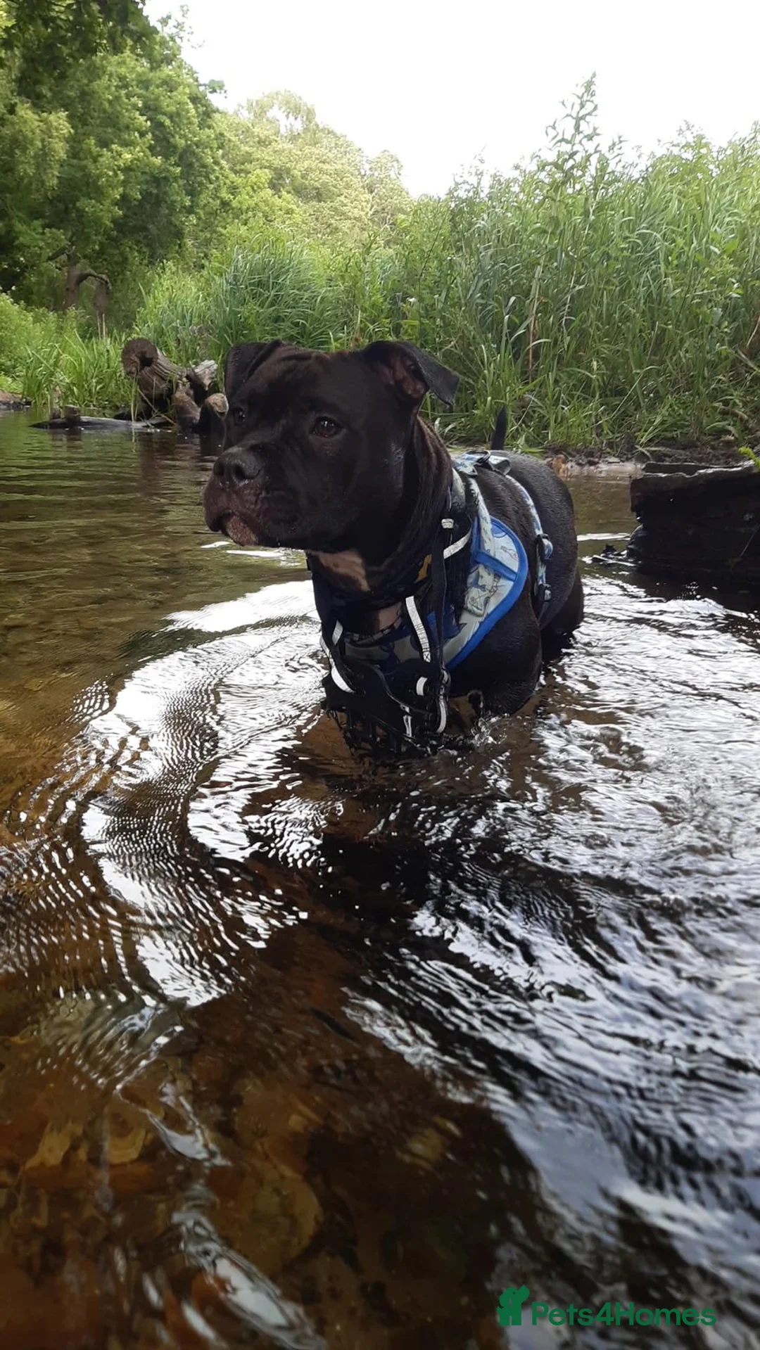 Staffordshire Bull Terrier dogs for sale: Beautiful Staffies pups  - Advert 2