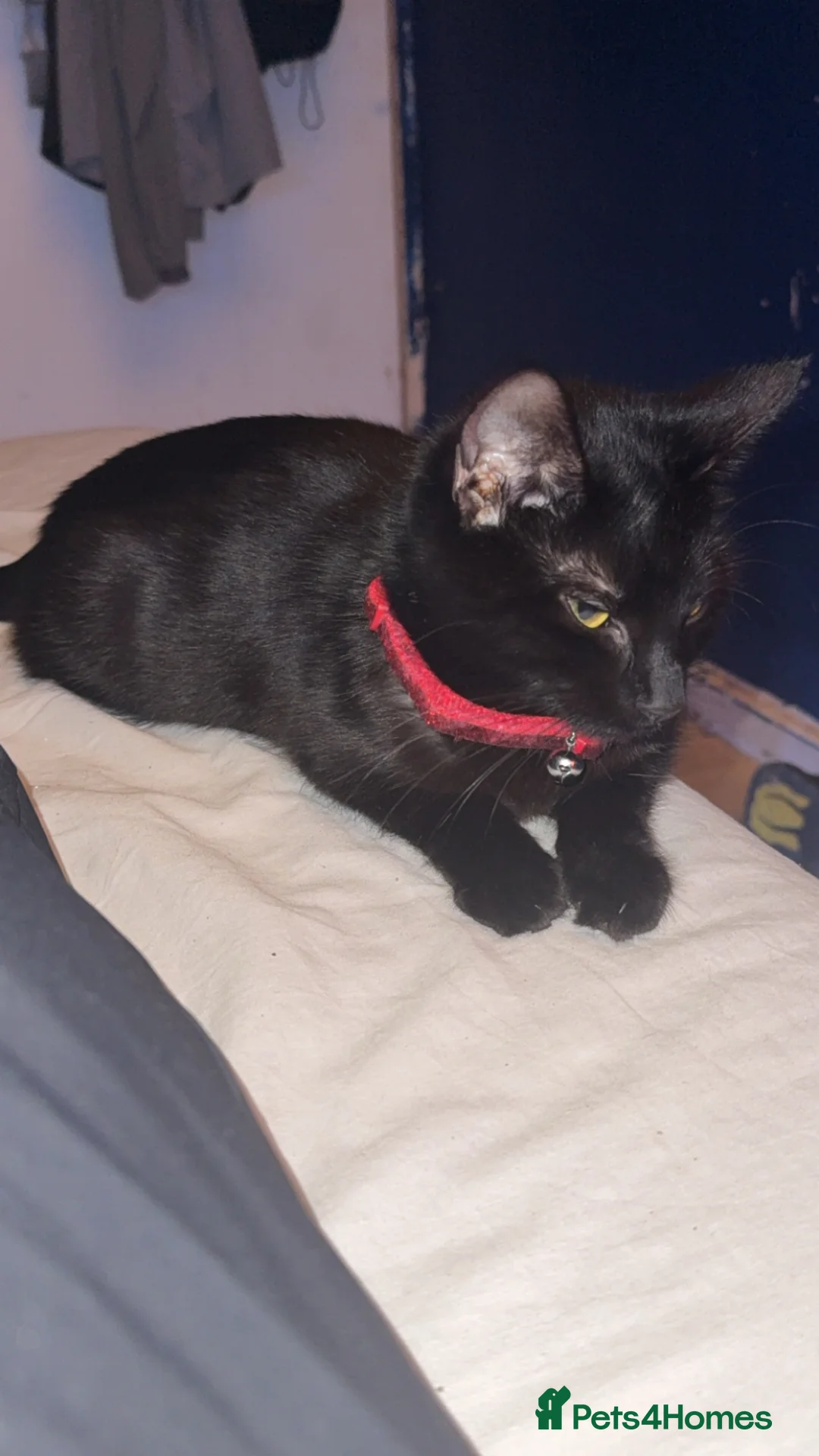 Mixed Breed cats for sale: Kittens - Advert 4