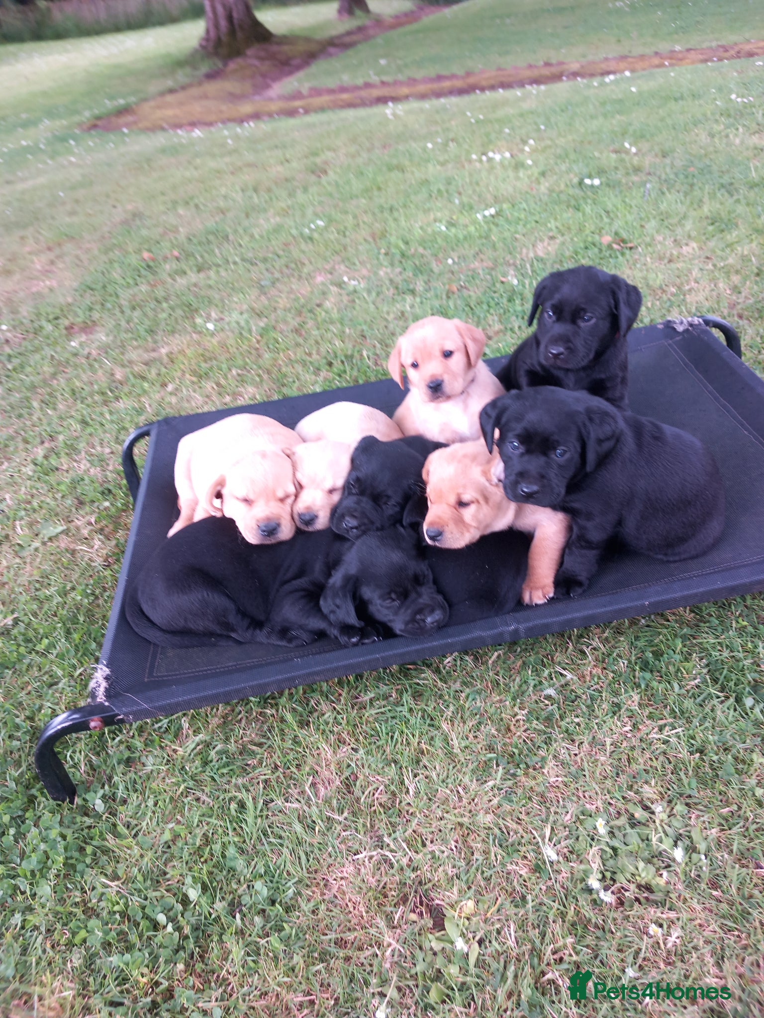 Labrador Retriever dogs Stunning KC Registered puppies - Advert 12