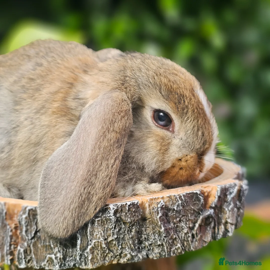 Mixed Breed rabbits for sale: Rabbits for Sale  - Advert 1