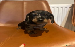 Dachshund dogs for sale: Chunky Standard Homebred Dachshunds - Image 11
