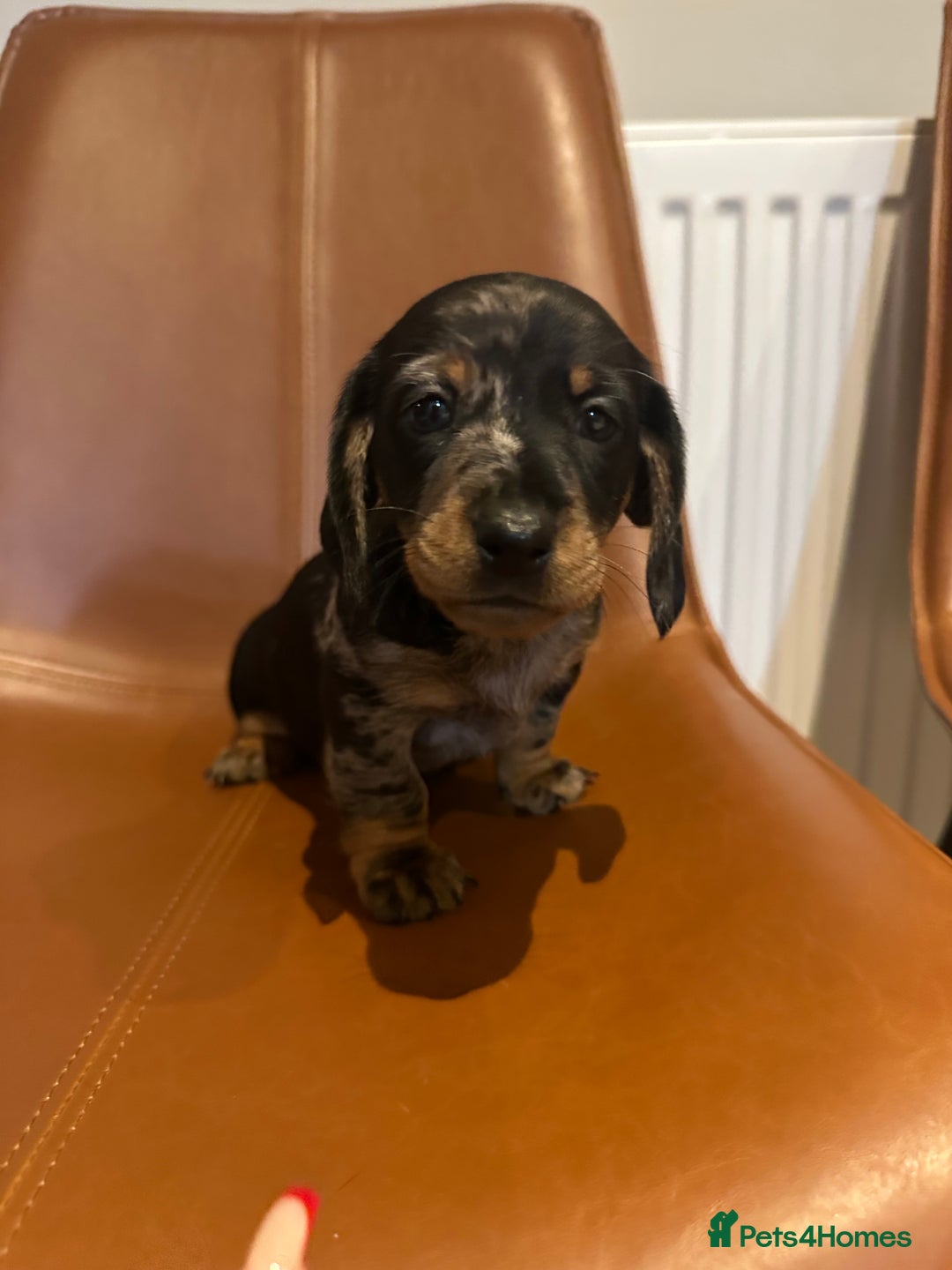 Dachshund dogs for sale: Chunky Standard Homebred Dachshunds - Image 11