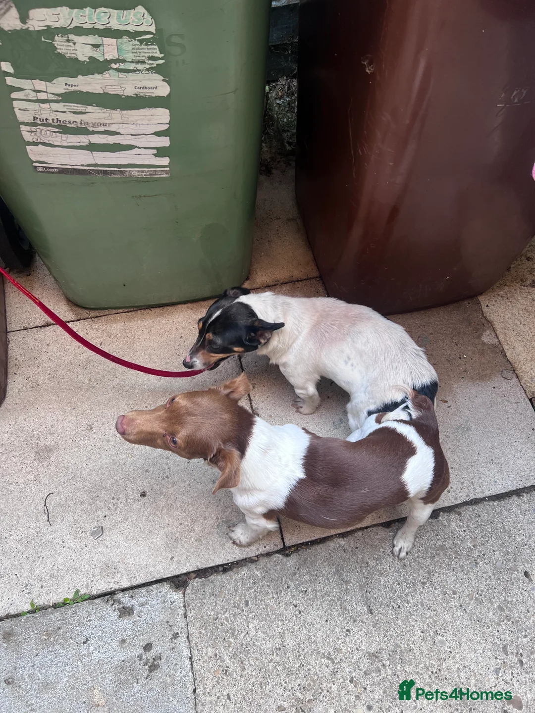 Jack Russell dogs for stud: Miniature jack Russell  in Leeds - Advert 15