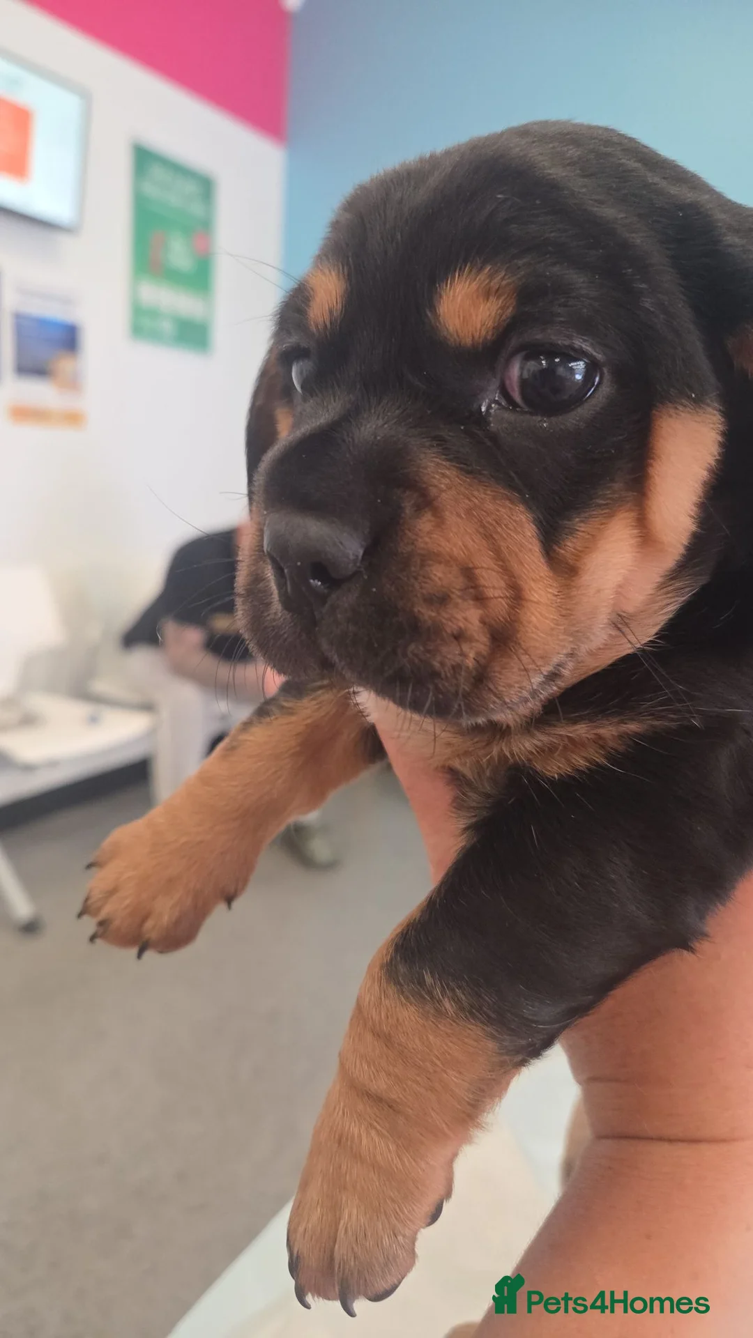 Mixed Breed dogs for sale: French wiener  in Wells - Advert 1
