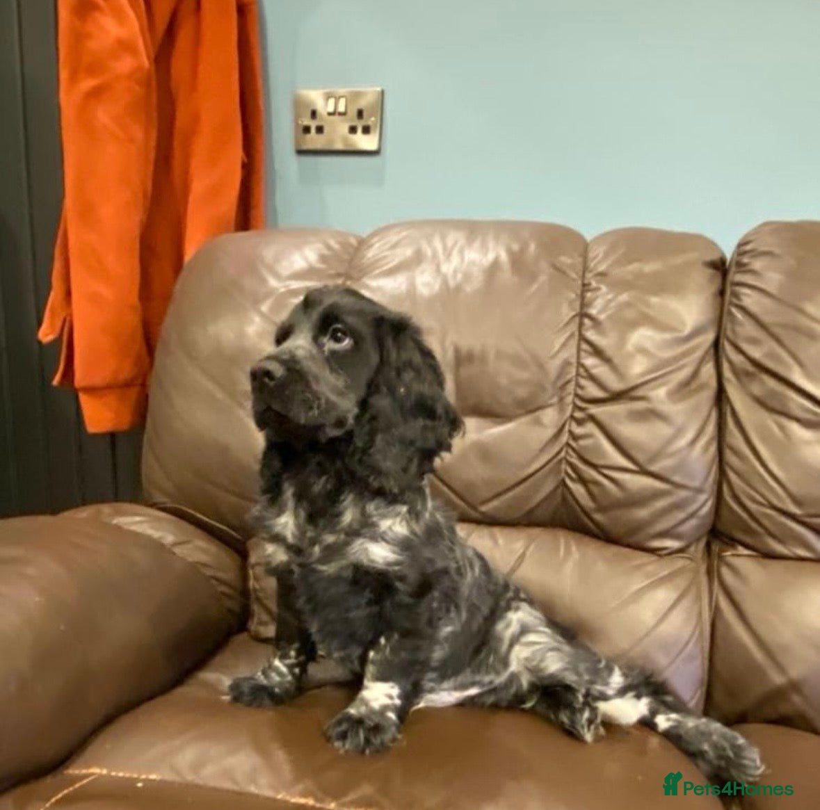 Cocker Spaniel dogs KC Registered Show Type Cocker Spaniel Pups - Advert 7