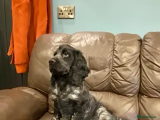 Cocker Spaniel dogs KC Registered Show Type Cocker Spaniel Pups - Advert 7