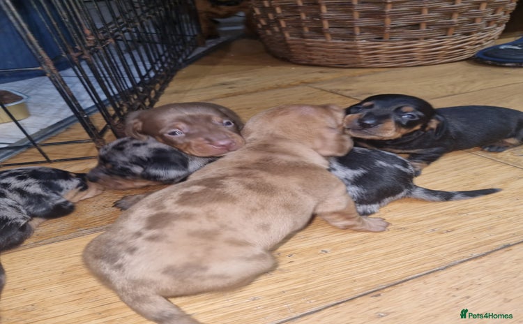 Dachshund dogs - Advert 2