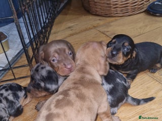 Dachshund dogs - Advert 11