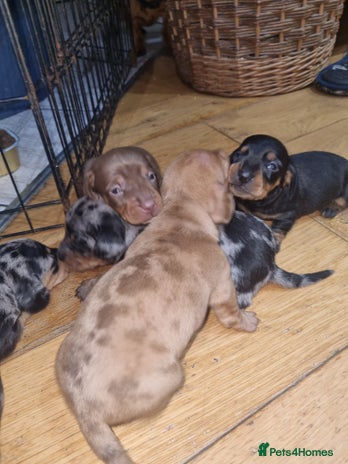 Dachshund dogs - Advert 2