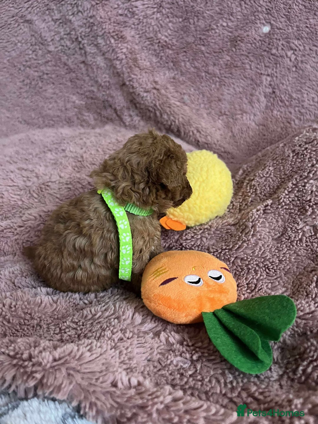 Miniature Poodle dogs for sale: Miniature Poodles!!! - Advert 7