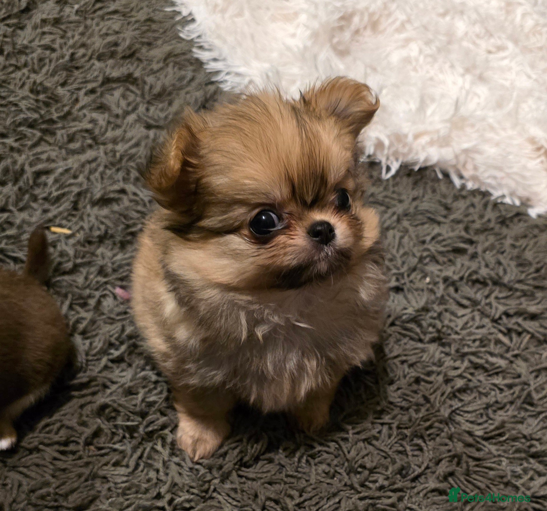 Pomchi dogs Xx ready now! Gorgeous fawn pomchi puppy Xx - Advert 2