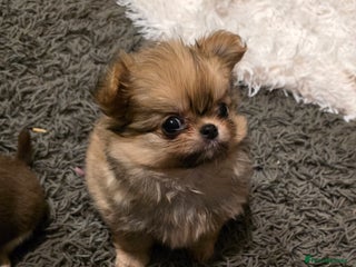 Pomchi dogs Xx ready now! Gorgeous fawn pomchi puppy Xx - Advert 1