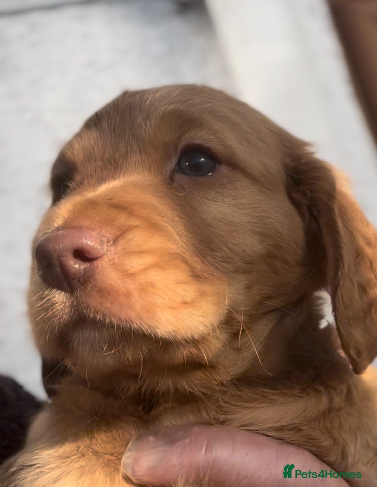 Mixed Breed dogs ‘CockerDoodles’ health-checked healthy chunky pups - Advert 1