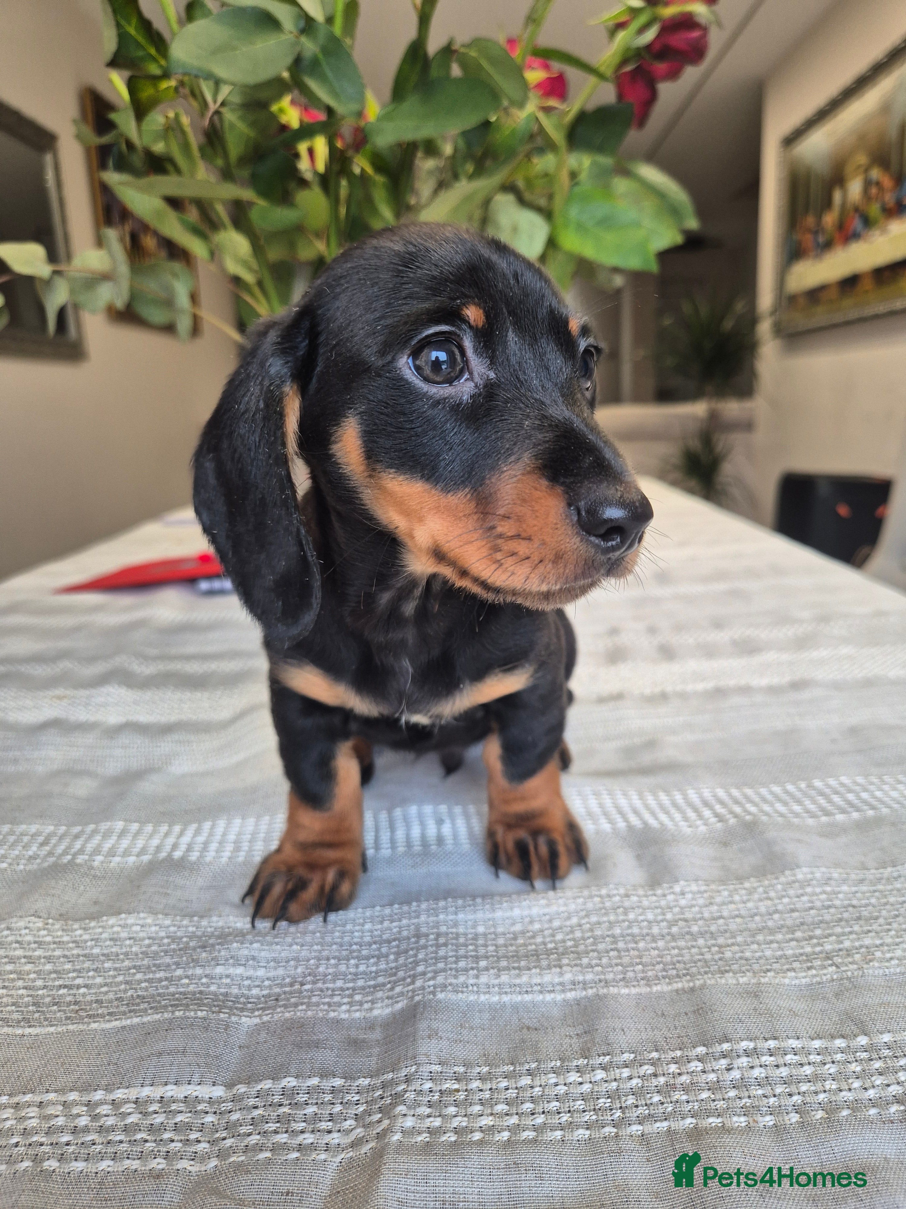 Dachshund dogs 💙 1 Boy left!Ready to leave! - Advert 6
