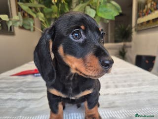 Dachshund dogs 💙 1 Boy left!Ready to leave! - Advert 6