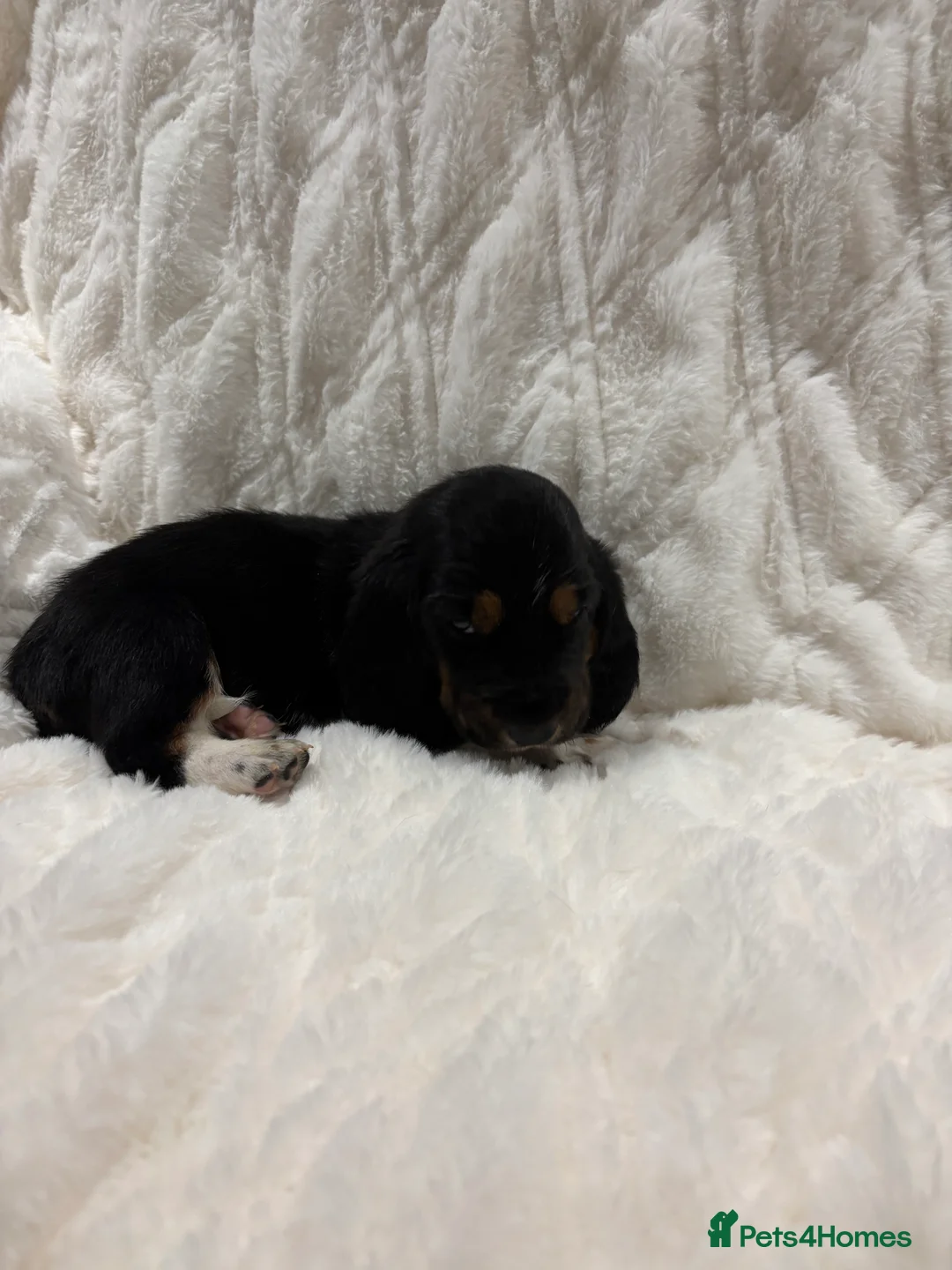 Basset Hound dogs for sale: Hungarian bloodlines 1 girl/1 boy left  - Advert 2