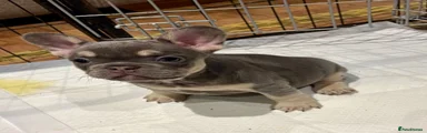 French Bulldog Puppy 2