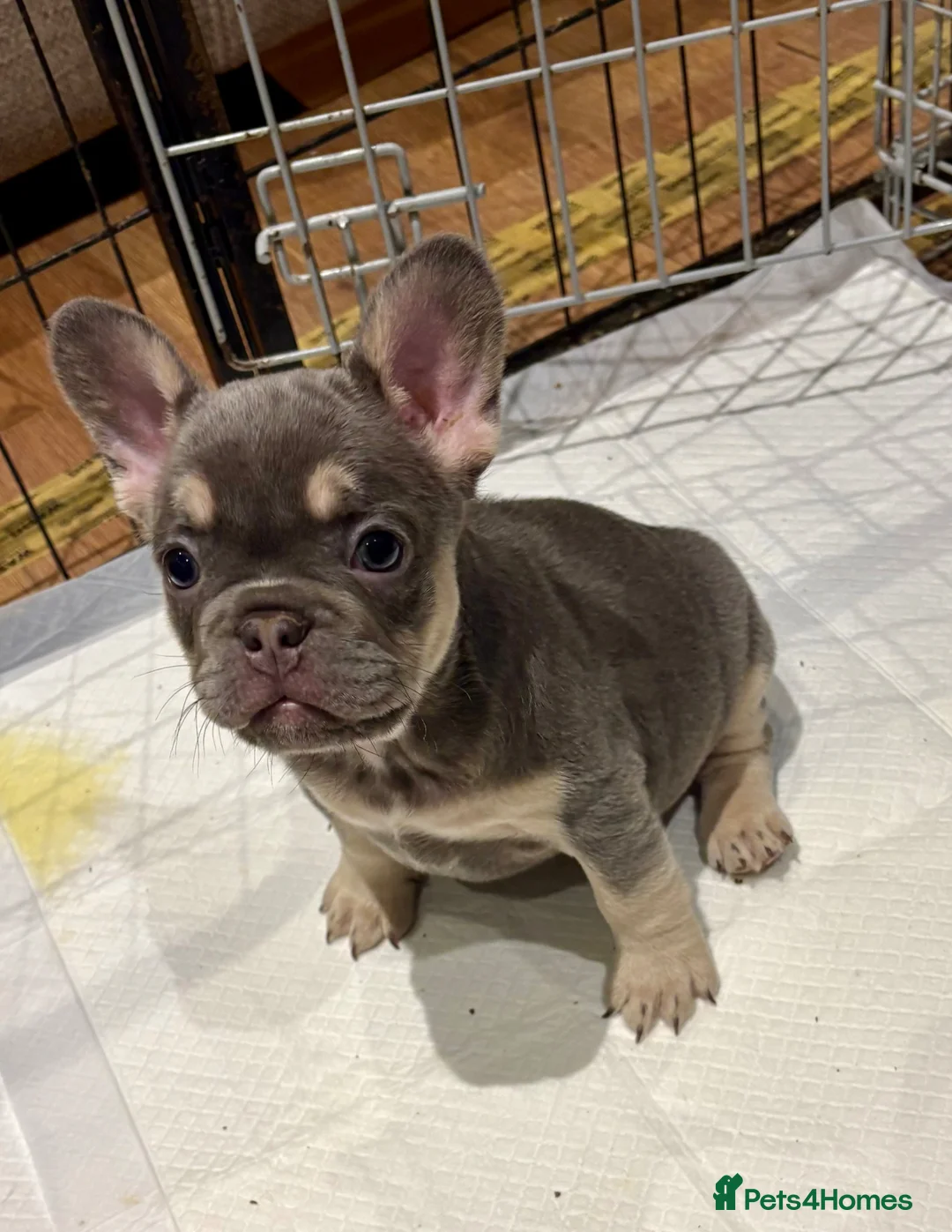 French Bulldog dogs for sale: £1000 8 weeks old lilac n tan frenchies  - Advert 6