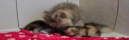 Persian cats for sale: Beautiful litter of Persian kittens, PKD Neg - Advert 17