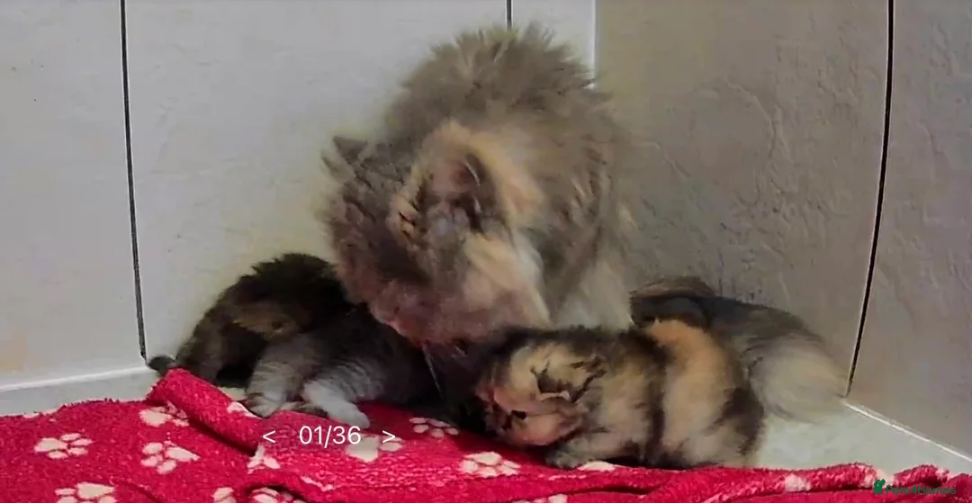 Persian cats for sale: Beautiful litter of Persian kittens, PKD Neg - Advert 17