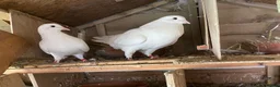 Pigeons birds for sale: White pigeons for sale - Advert 2