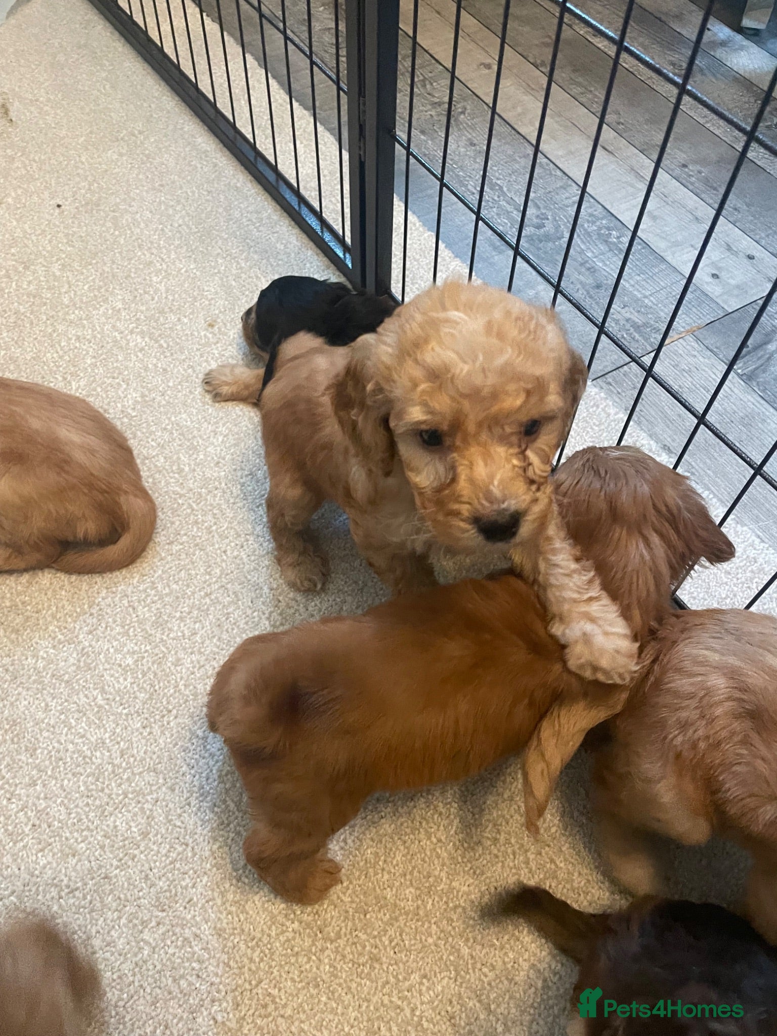 Cockapoo dogs Beautiful F1 cockapoos - Advert 2