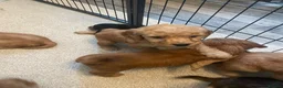 Cockapoo dogs for sale: Beautiful F1 cockapoos - Advert 13