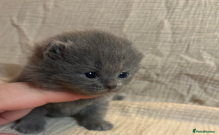 British Shorthair cats - Advert 2