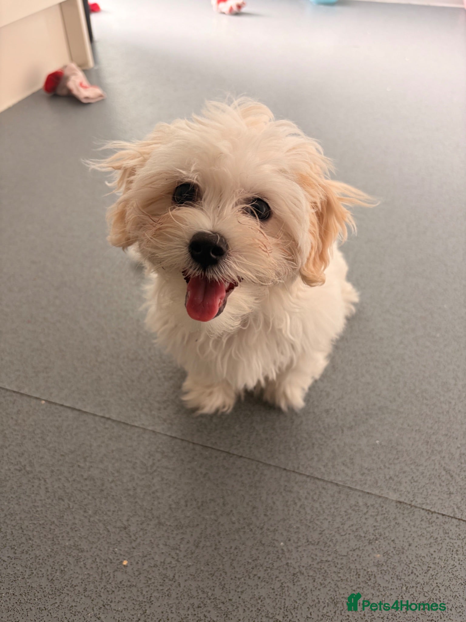 Bichon Frise dogs Cute white bichon frise puppy looking for new home - Advert 12