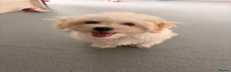 Bichon Frise dogs for sale: Cute white bichon frise puppy looking for new home - Advert 1